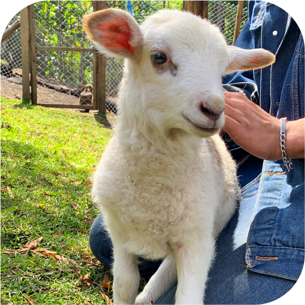 Home Rescate y albergue 2