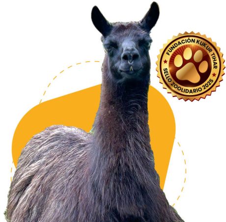 Rescate y cuidado de animales banner