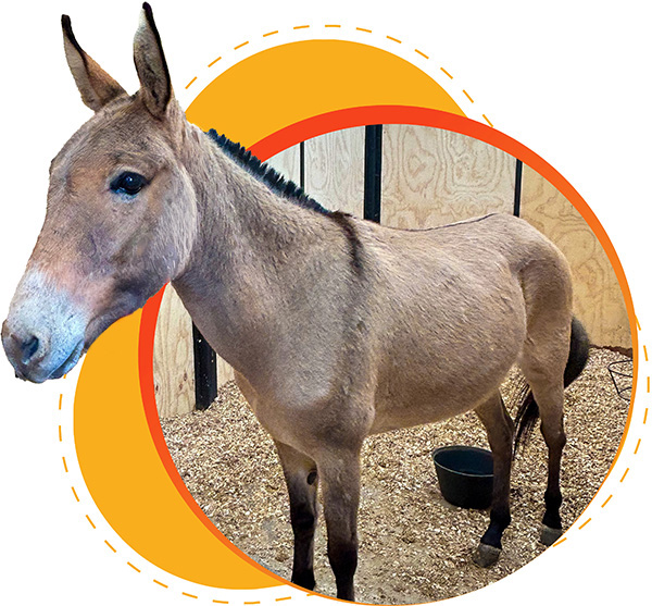 Cuidado animal Cuidado animal