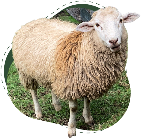 Nosotros oveja Nosotros oveja