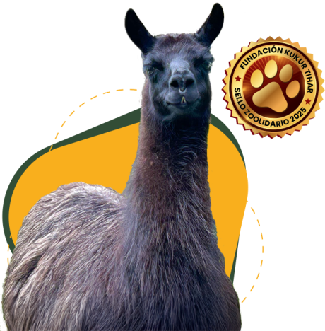 Rescate y cuidado de animales Rescate y cuidado de animales