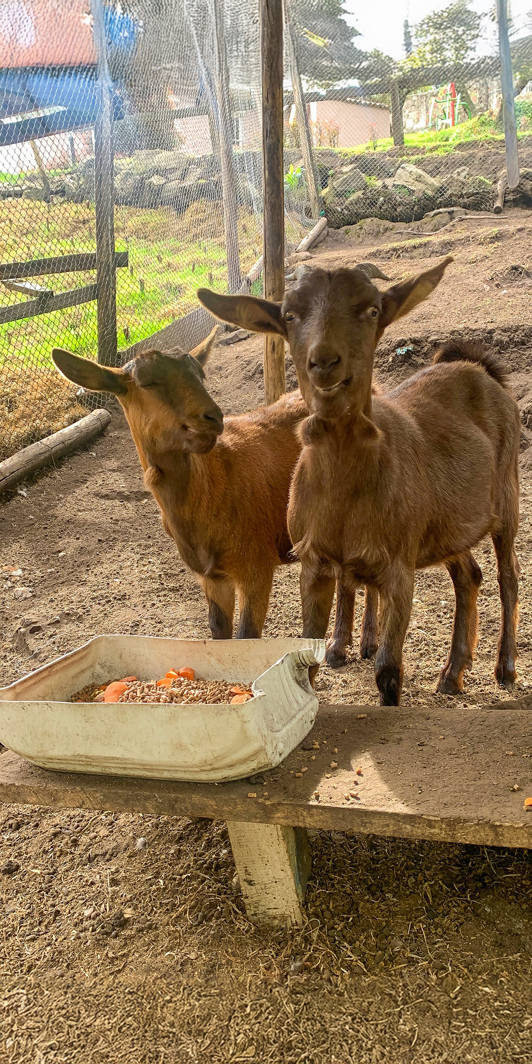 Tile cabras tile-cabras-2