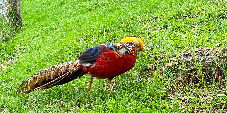 Tile faisanes tile-faisanes